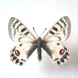 品質満点 蝶標本 ウスバキチョウ（ペア） ロシア産 バラ売りも可