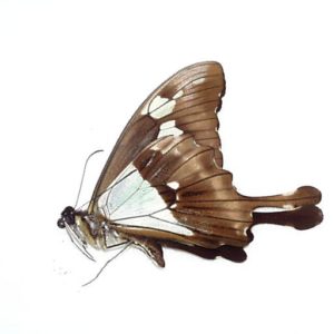外国産蝶標本 | 三角紙