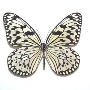 蝶標本　日本の蝶　モンキアゲハ・ジョウザンミドリシジミ・オオミドリシジミ