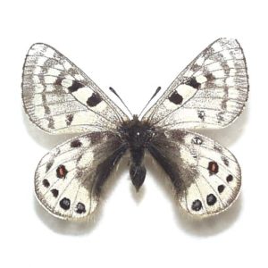 新しいエルメス 蝶標本 ウスバキチョウ（ペア） ロシア産 バラ売りも可