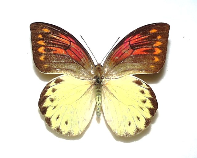 極珍‼️デタニヒイロツマベニ 蝶標本 昆虫 - 標本