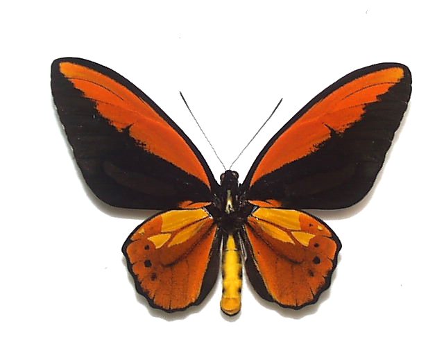 外国産蝶標本‼️アカメガネトリバネアゲハ ペア - 虫類用品