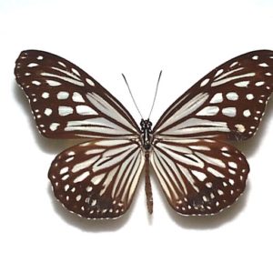 蝶標本　日本の蝶　モンキアゲハ・ジョウザンミドリシジミ・オオミドリシジミ