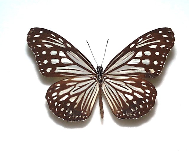蝶標本 ミドリシジミ 12♂ - 虫類用品
