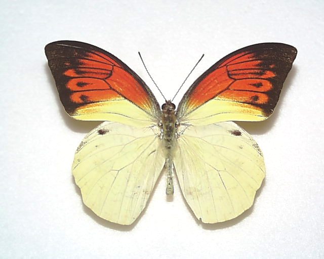 未。三角紙蝶標本。１３７。ツマベニヤマキチョウ。ペルー産 - 虫類