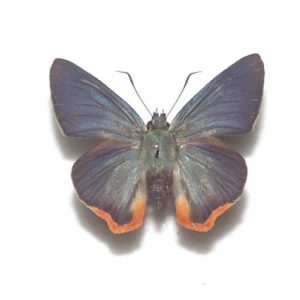 日本産蝶標本 | 三角紙