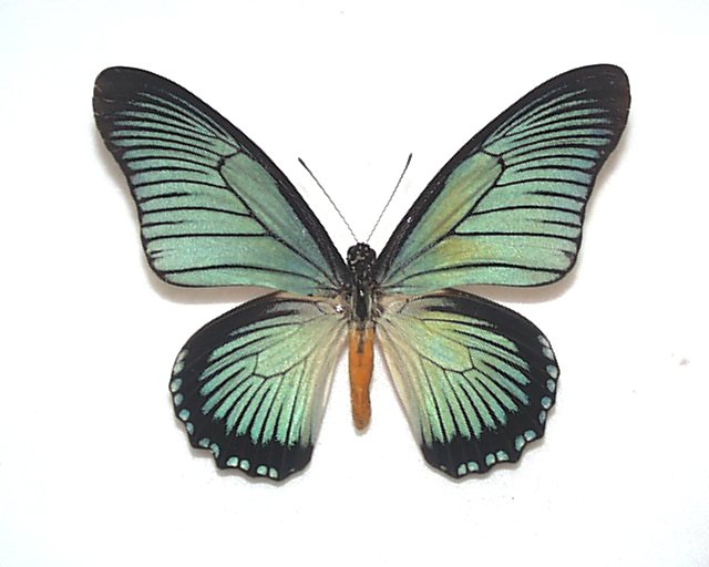 ドルーリーオオアゲハ♂ 中央アフリカ産 蝶 昆虫 標本 - 虫類用品