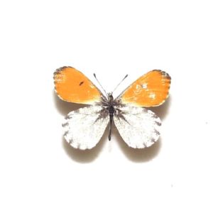 外国産蝶標本 | 三角紙