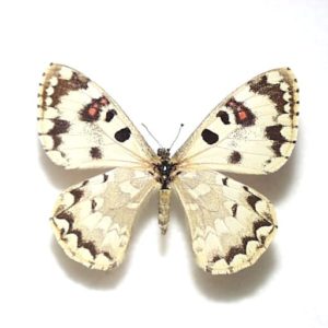 テングアゲハ ♂♀標本 ☆北インド産☆昔よりテングアゲハ元祖エリア