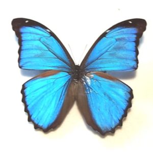 ヘレナモルフォ三角紙！6頭セット！ ヘレナモルフォ三角紙！6頭セット！ 三角紙