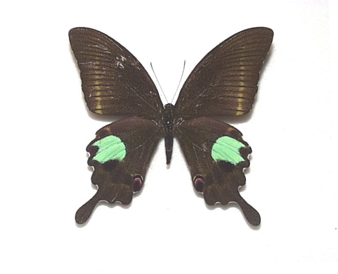 タミラナルリモンアゲハ（オス、インド・ニルギリ産） タミラナルリモンアゲハ（オス、インド・ニルギリ産）