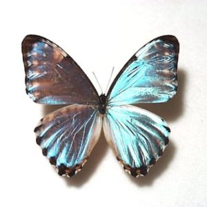 モルフォ Morpho | 三角紙