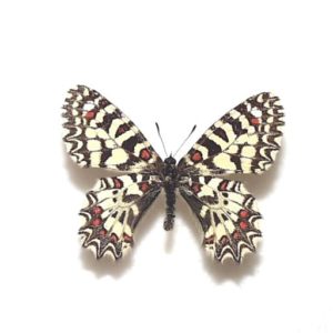 外国産蝶標本】デタニツマベニチョウ/インドネシア.Peleng産/99.2mm