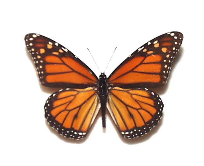 オオカバマダラ ♂産地：USA・ハワイ Op00011 | 三角紙