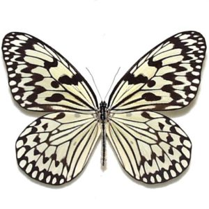 日本産蝶標本 | 三角紙