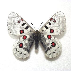 【外国産蝶標本】チャールトンウスバ♂/パキスタン産/64mm パルナシウス | 三角紙