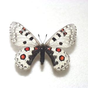 パルナシウス | 三角紙