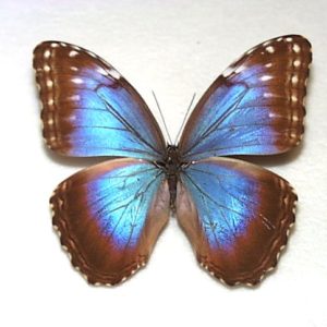 モルフォ Morpho | 三角紙