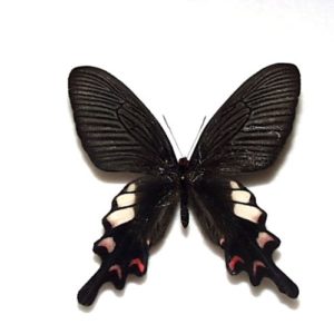 外国産蝶標本 | 三角紙