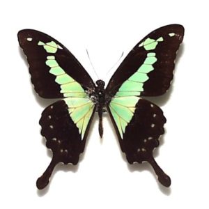 外国産蝶標本 | 三角紙