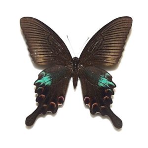 外国産蝶標本 | 三角紙