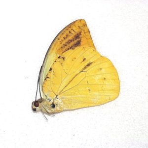 ヒイロツマベニ ♂ 産地：セラム島 Ol00153 | 三角紙