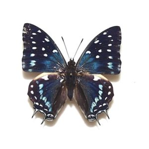 アフリカ区 Afrotropical Region | 三角紙