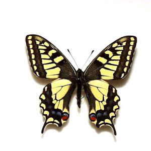 外国産蝶標本 | 三角紙