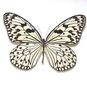 日本産蝶標本 | 三角紙