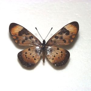 外国産蝶標本 | 三角紙