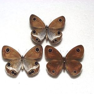 日本産蝶標本 | 三角紙