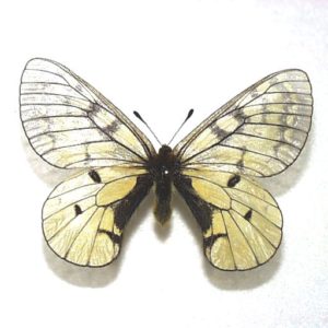 パルナシウス Parnassius | 三角紙