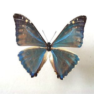 モルフォ Morpho | 三角紙