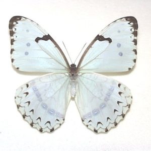 モルフォ Morpho | 三角紙