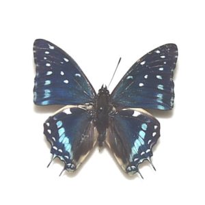 外国産蝶標本 | 三角紙