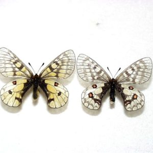 ウスバキチョウ ♂♀産地：ロシア・マガダン Pa05440 | 三角紙