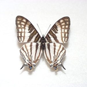 外国産蝶標本 | 三角紙