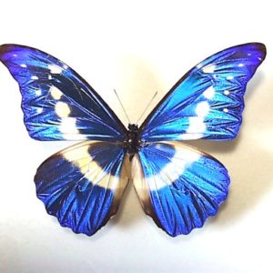 モルフォ Morpho | 三角紙