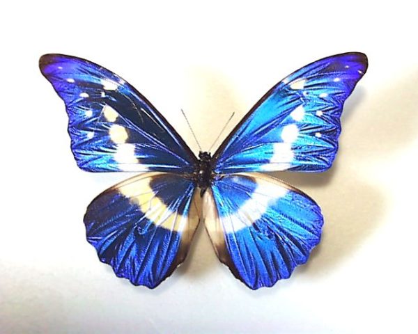 ヘレナモルフォ ♂産地：ペルー Mo08111 | 三角紙