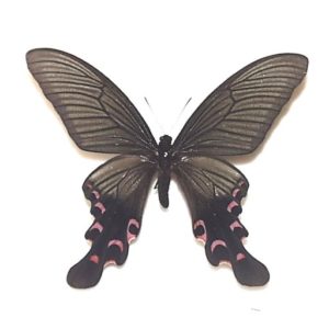 外国産蝶標本 | 三角紙