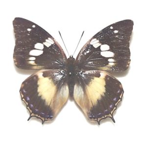 外国産蝶標本 | 三角紙