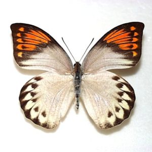 シロチョウ科 | 三角紙