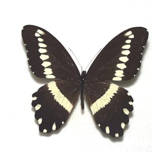 外国産蝶標本 | 三角紙